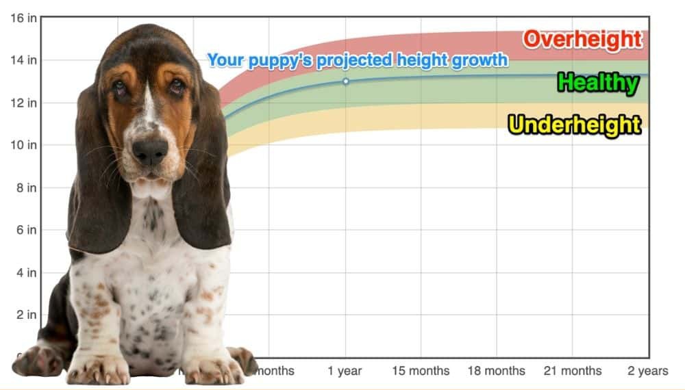 basset-hound-height-growth-chart-how-tall-will-my-basset-hound-grow